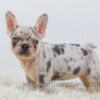 Image of Rose, a French Bulldog puppy