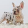 Image of Rose, a French Bulldog puppy