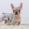 Image of Rose, a French Bulldog puppy