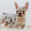 Image of Rose, a French Bulldog puppy