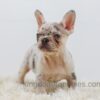 Image of Rose, a French Bulldog puppy