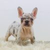 Image of Rose, a French Bulldog puppy