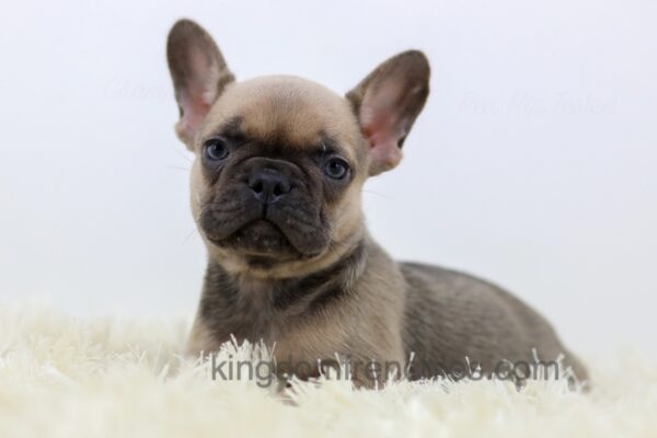 Image of Sophie, a French Bulldog puppy