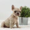 Image of Amy, a French Bulldog puppy