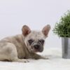 Image of Ace, a French Bulldog puppy