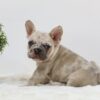 Image of Ace, a French Bulldog puppy