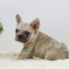 Image of Ace, a French Bulldog puppy