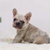 Image of Ace, a French Bulldog puppy