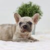 Image of Ace, a French Bulldog puppy