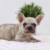 Image of Ace, a French Bulldog puppy