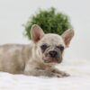 Image of Ace, a French Bulldog puppy