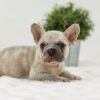 Image of Ace, a French Bulldog puppy