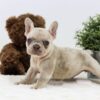 Image of Amy, a French Bulldog puppy