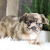 Image of Felicity (Fluffy), a French Bulldog puppy