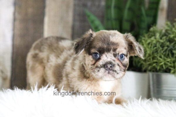 Image of Felicity (Fluffy), a French Bulldog puppy