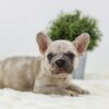 Image of Ace, a French Bulldog puppy