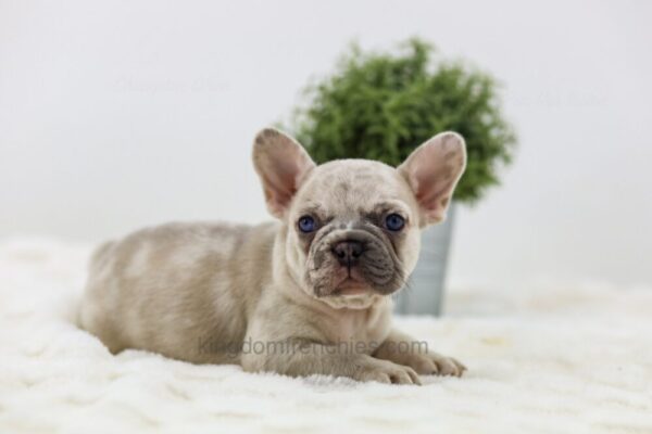 Image of Ace, a French Bulldog puppy