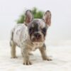 Image of Ashley, a French Bulldog puppy