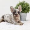 Image of Ashley, a French Bulldog puppy