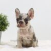 Image of Ashley, a French Bulldog puppy