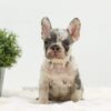 Image of Ashley, a French Bulldog puppy