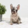 Image of Ashley, a French Bulldog puppy