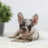 Image of Ashley, a French Bulldog puppy