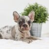 Image of Ashley, a French Bulldog puppy