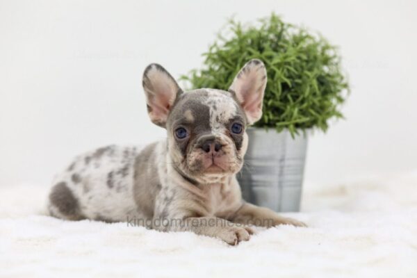 Image of Ashley, a French Bulldog puppy