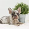 Image of Ashley, a French Bulldog puppy