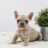 Image of Amy, a French Bulldog puppy