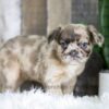 Image of Felicity (Fluffy), a French Bulldog puppy