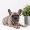 Image of Anita, a French Bulldog puppy