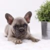 Image of Anita, a French Bulldog puppy