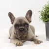 Image of Anita, a French Bulldog puppy