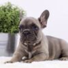 Image of Anita, a French Bulldog puppy