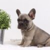 Image of Anita, a French Bulldog puppy