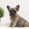 Image of Anita, a French Bulldog puppy