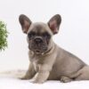 Image of Anita, a French Bulldog puppy