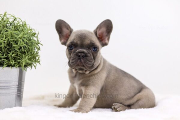 Image of Anita, a French Bulldog puppy