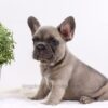 Image of Anita, a French Bulldog puppy