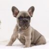 Image of Anita, a French Bulldog puppy