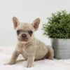 Image of Amy, a French Bulldog puppy