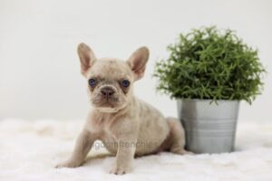 Image of Amy, a French Bulldog puppy