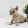 Image of Amy, a French Bulldog puppy