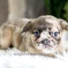 Image of Felicity (Fluffy), a French Bulldog puppy