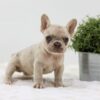 Image of Amy, a French Bulldog puppy