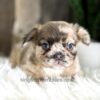 Image of Felicity (Fluffy), a French Bulldog puppy