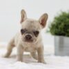 Image of Amy, a French Bulldog puppy