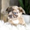 Image of Felicity (Fluffy), a French Bulldog puppy